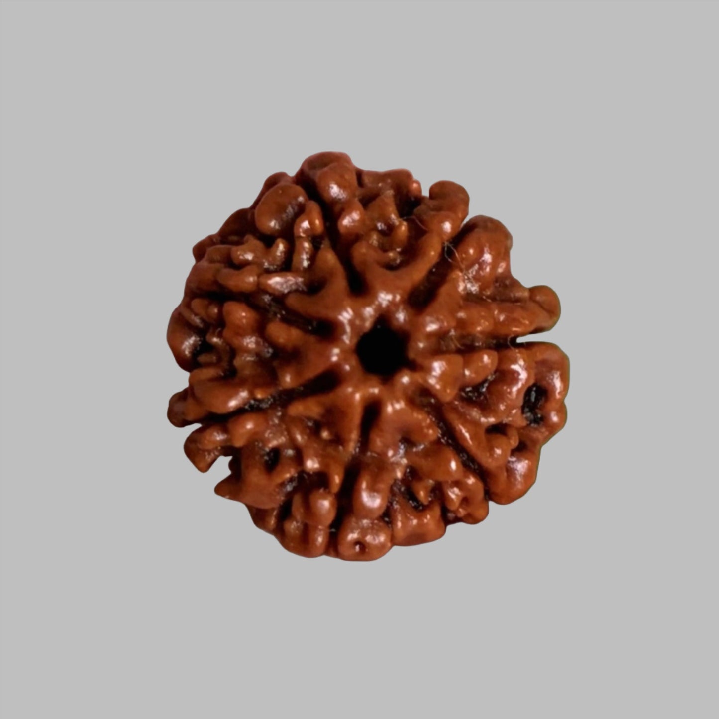 Nepalesische Rudraksha - 7 Gesichter