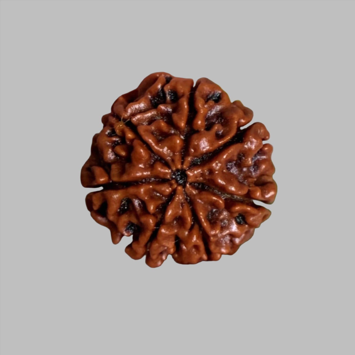 Nepalesische Rudraksha - 7 Gesichter