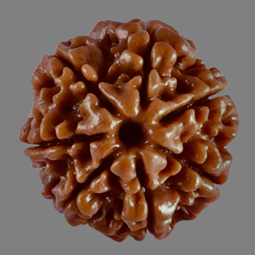 Nepalesische Rudraksha - 7 Gesichter