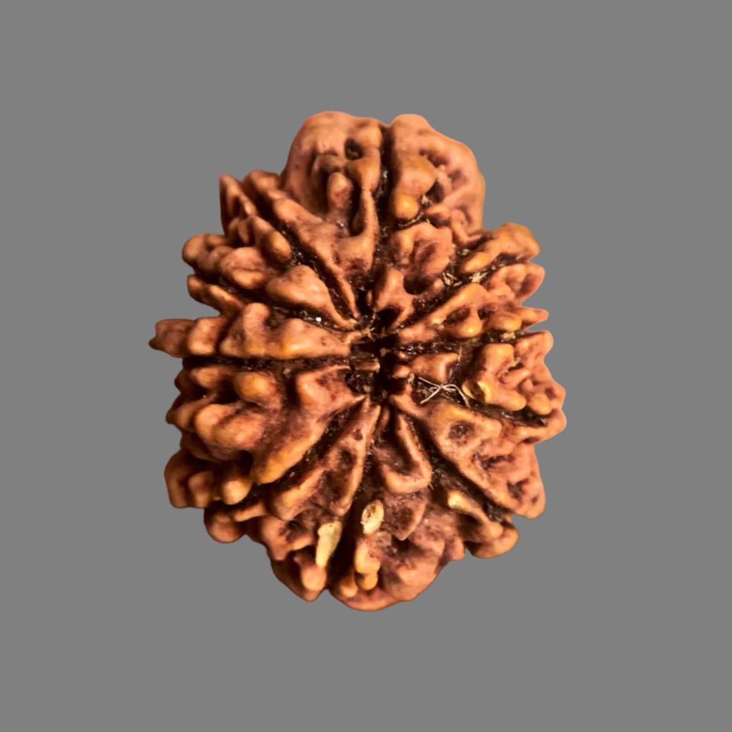 Nepalesische Rudraksha - 10 Gesichter