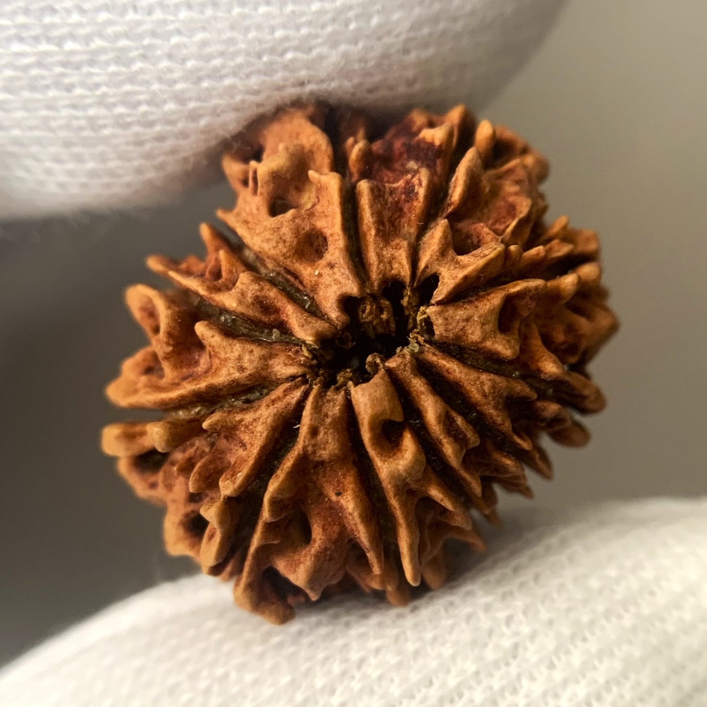 Nepalesische Rudraksha - 11 Gesicht
