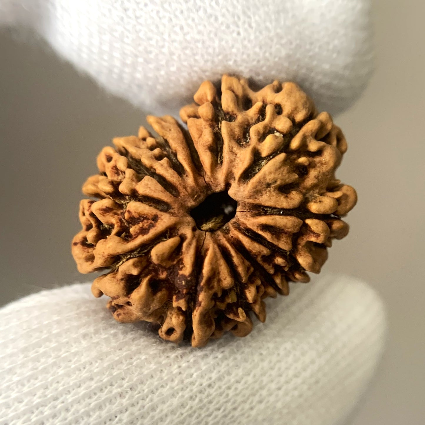 Nepalesische Rudraksha – 12 Gesichter
