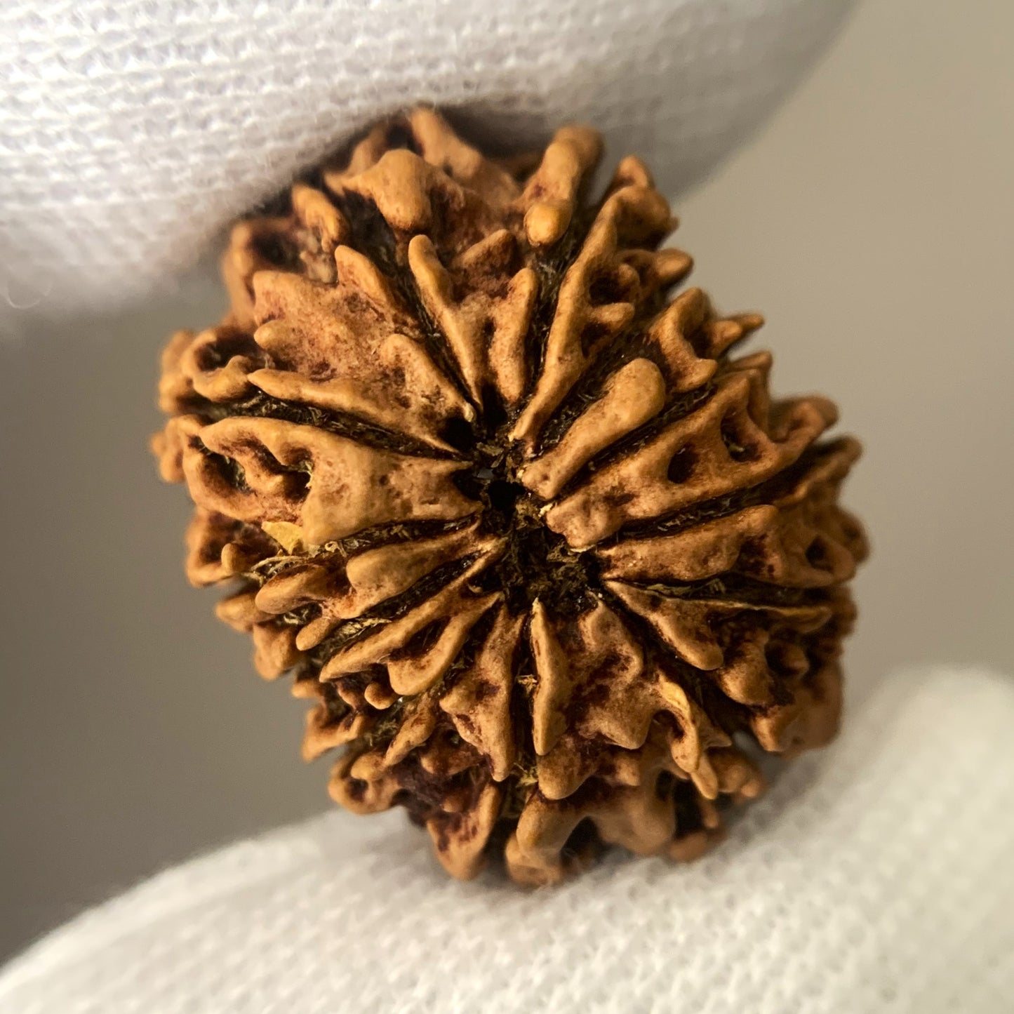 Nepalesische Rudraksha – 12 Gesichter
