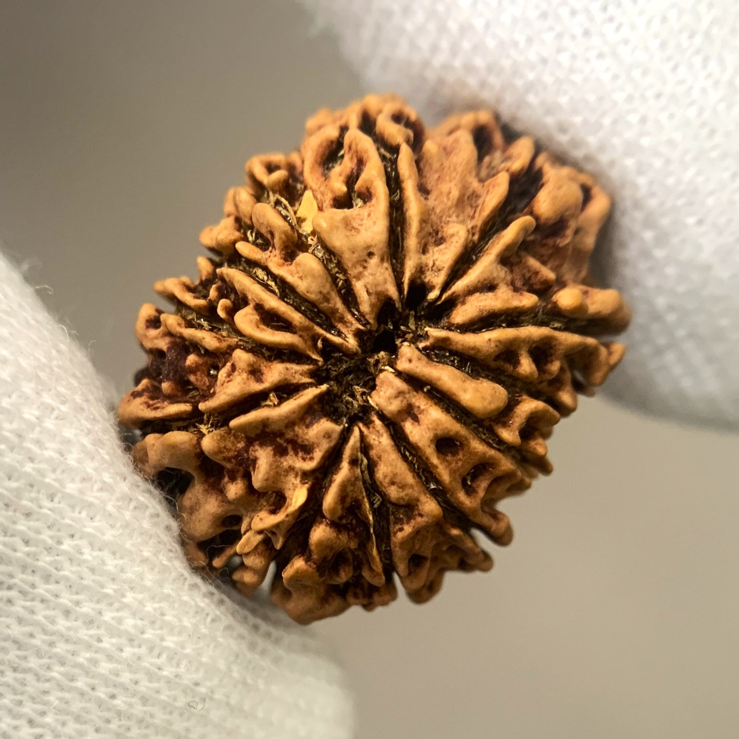 Nepalesische Rudraksha – 12 Gesichter
