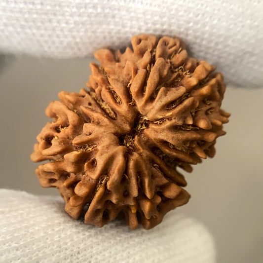 12 Mukhi Nepali Rudraksha