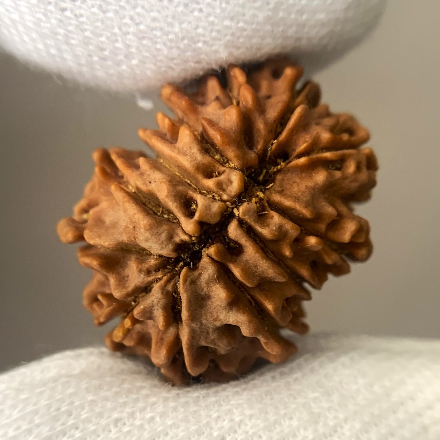 12 Mukhi Nepali Rudraksha