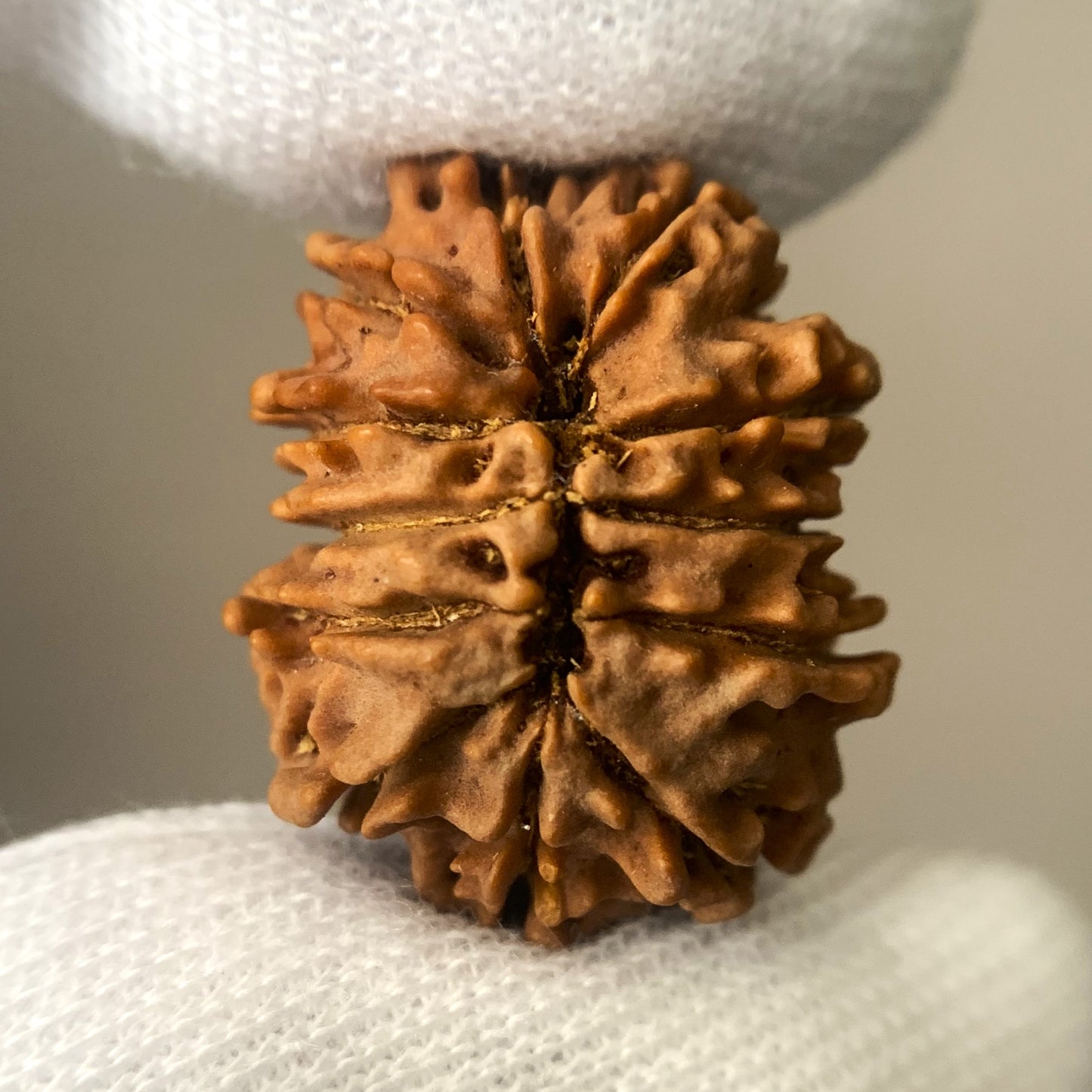 12 Mukhi Nepali Rudraksha