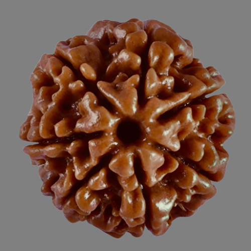 Nepali Rudraksha - 7 Face/Mukhi