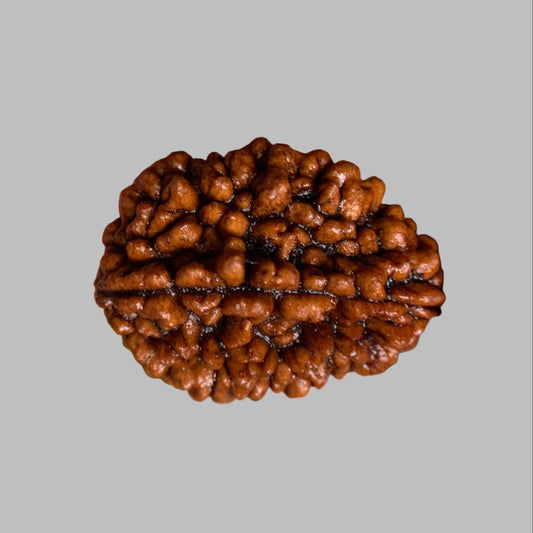 2 Mukhi Rudraksha