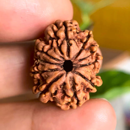 Nepalesische Rudraksha - 10 Gesichter