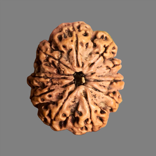 10 Mukhi Nepali Rudraksha