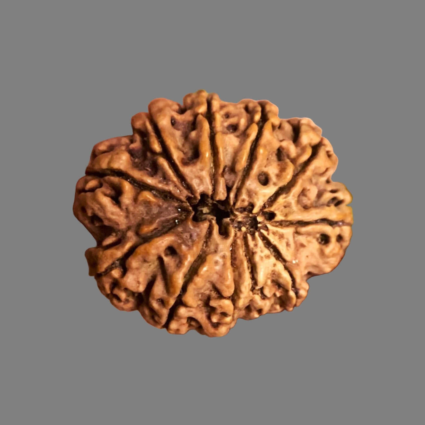 10 Mukhi Nepali Rudraksha