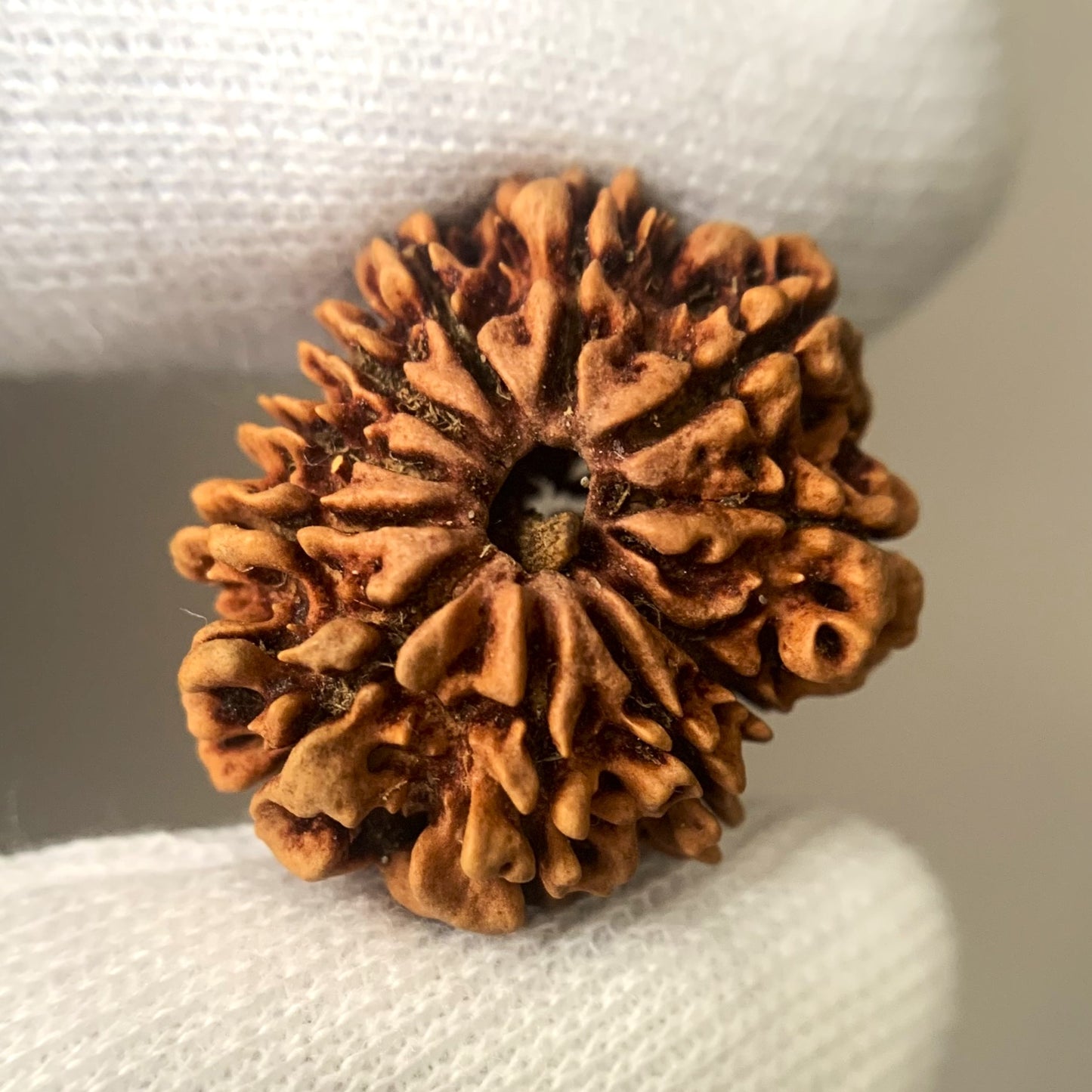 Nepali Rudraksha - 11 Face