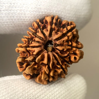 Nepalesische Rudraksha - 11 Gesicht