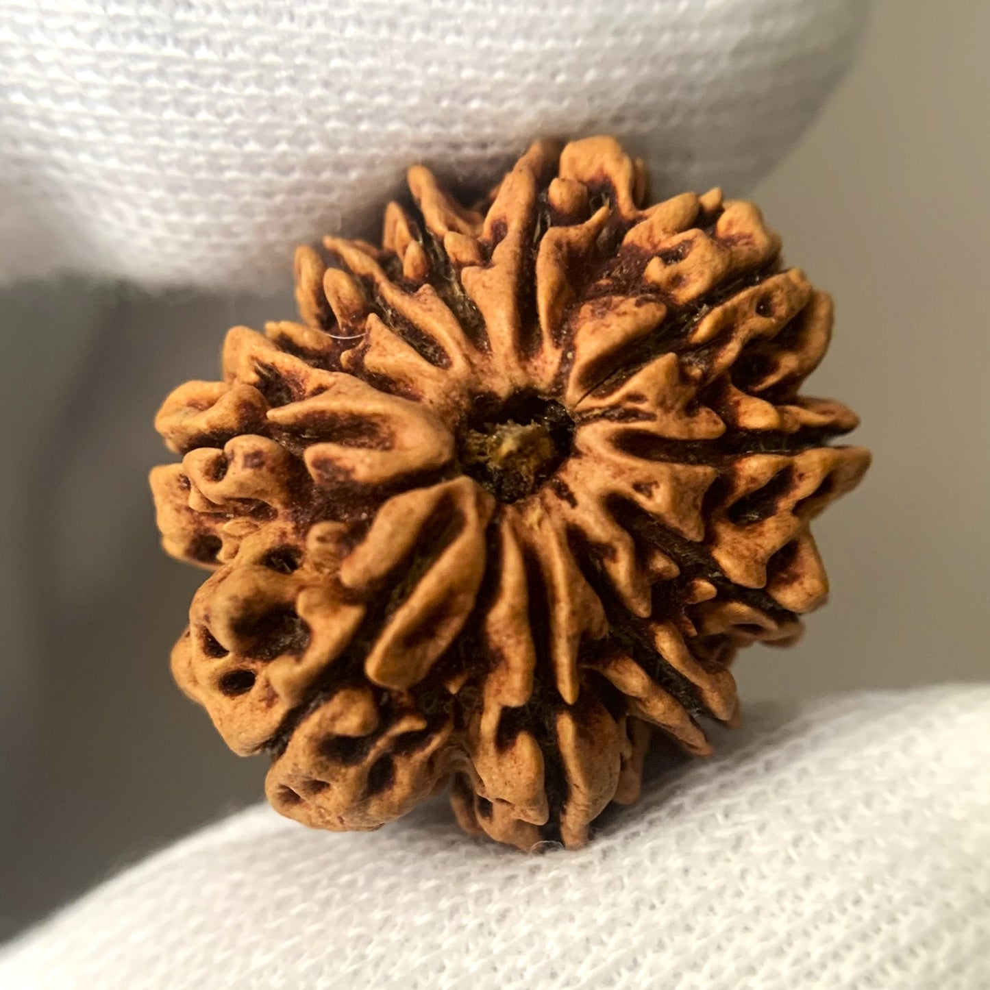 11 Mukhi Nepali Rudraksha