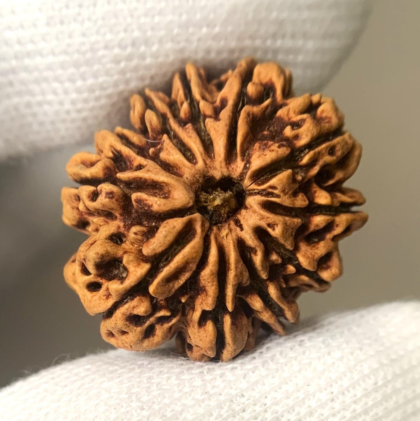 11 Mukhi Nepali Rudraksha