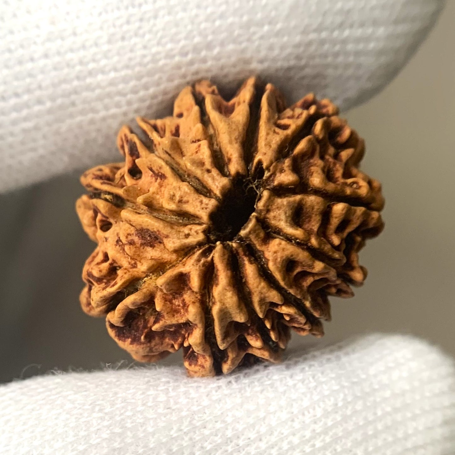 11 Mukhi Nepali Rudraksha