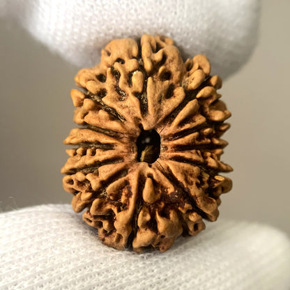 Nepalesische Rudraksha – 12 Gesichter