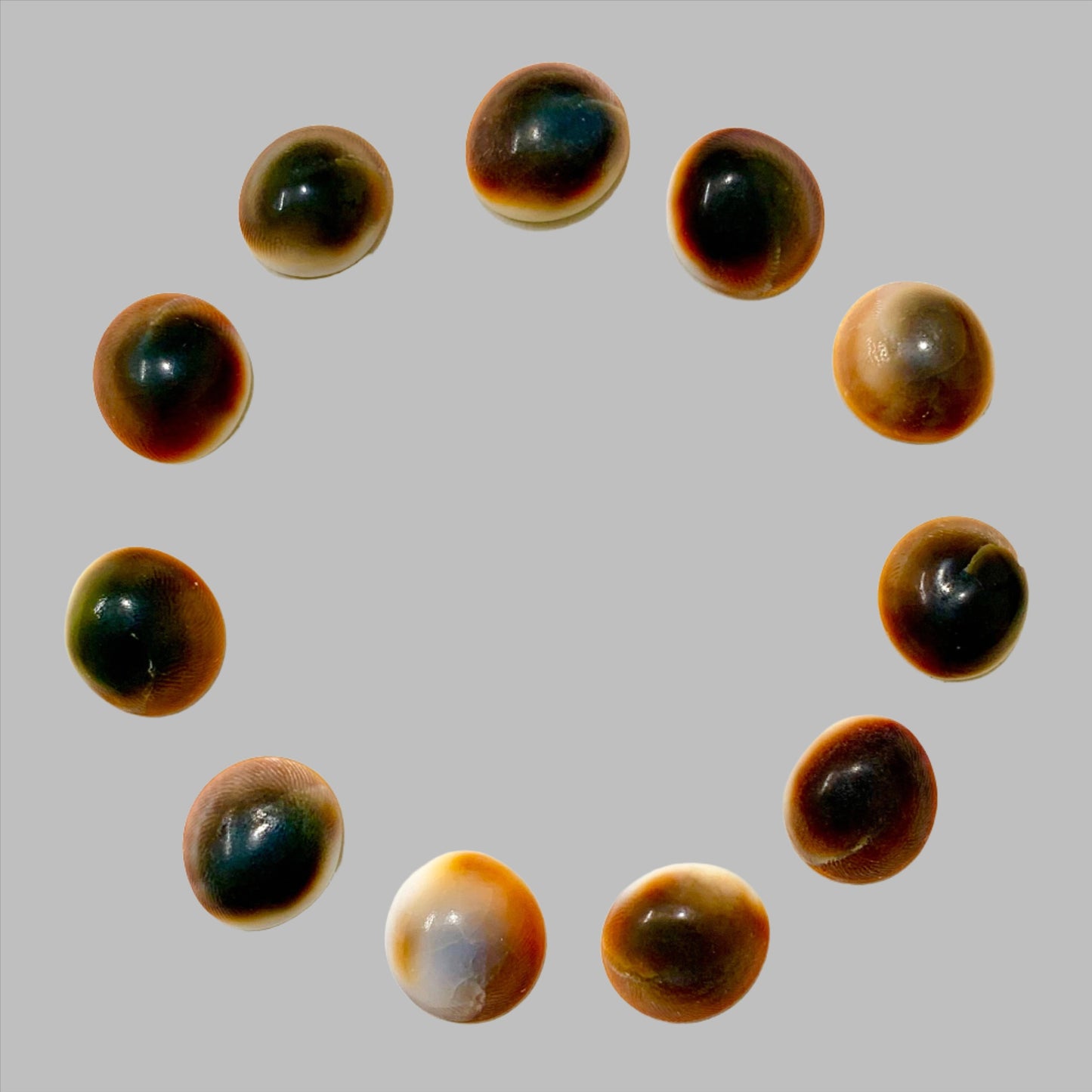 Original Gomti Chakra