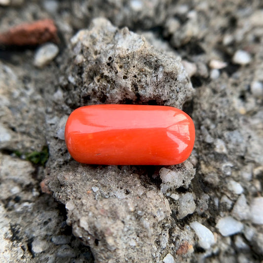 Natural Red Coral - 6.70 Carat/7.44 Ratti