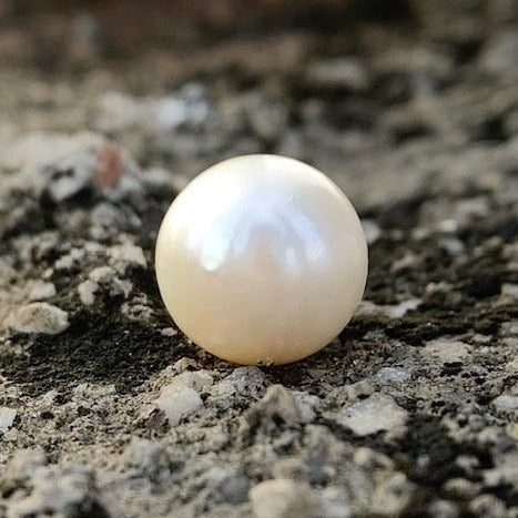 South Sea Pearl - 7.90 Carats/8.80 Ratti